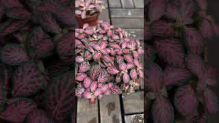 Fittonia Plant محمية صديق البيئة [upl. by Marolda]