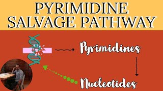 Pyrimidine nucleotide synthesis and degradation [upl. by Kimmel]