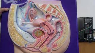 female reproductive anatomymp4 [upl. by Old924]