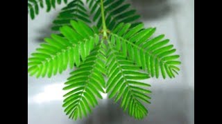 Planta dormilona o sensitiva Mimosa pudica El Salvador [upl. by Amalberga]