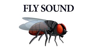 Fly Buzzing Sound Effect  Annoying Sounds Of Housefly  HQ SFX [upl. by Scholz]