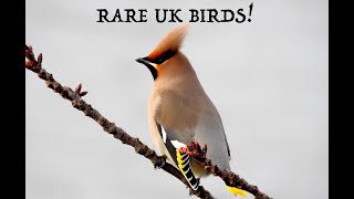 Rare UK Birds [upl. by Loseff93]