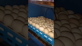 Full automatic incubator 🥚 incubator shortsfeed shortvideo [upl. by Nicolina155]