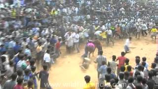 Jallikattu Festival of Tamil Nadu [upl. by Ewer]