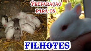 Como Criar Coelhos Preparação para os Filhotes 2 MINI SITIO 2020 [upl. by Leihcar]