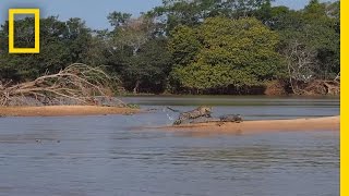 Jaguar Attacks Crocodile Cousin EXCLUSIVE VIDEO  National Geographic [upl. by Lacie]