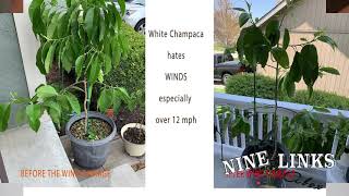 Guide to White Champaca or Michelia Alba白兰花 [upl. by Olson]