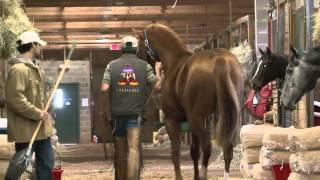 Remington Futurity PreviewMighty B Valiant [upl. by Haas828]