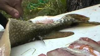 Filletting and Deboning Northern Pike Jack fish [upl. by Arnst773]