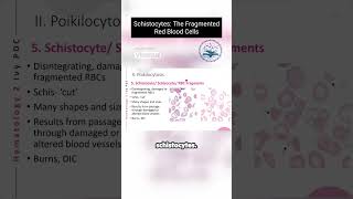 Schistocytes The Fragmented Red Blood Cells [upl. by Adnerol]