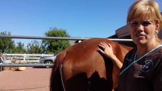 How to give a horse an Intramuscular Injection by Durango Equine Veterinary Clinic [upl. by Natasha]