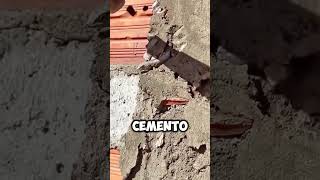 ¡Rescate Inesperado Hombre Salva a Lagarto Atrapado en Cemento 🦎🔨 shorts [upl. by Mirabella]