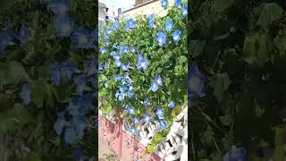 Ipomoea tricolor ipomoea shorts вьюнок рослини flowers [upl. by Arraeic]