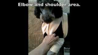 Canine TENS Unit Example [upl. by Alejandra]