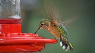 What You Should Know About The Fall Migration of Hummingbirds  Southern Living [upl. by Lienad216]