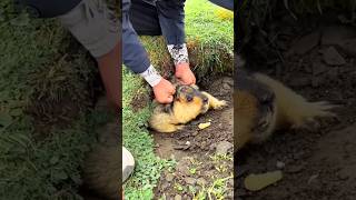 Small Animal Stronger Than Humans shortsvideo [upl. by Callahan]