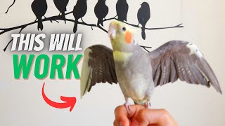 How to TAME Your Cockatiel And BOND With it [upl. by Ilek]