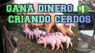 EMPIEZA UN NEGOCIO CRIANDO CERDOS DE ENGORDE🐖 [upl. by Haleak759]