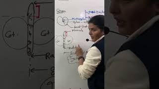 What are Epicotyl amp Hypocotyl in Seed neet biology 11thbiology class biologylecture [upl. by Wurster]