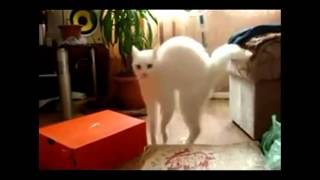 Lustige Katzen  Funny Cat Compilation HD  YOLO [upl. by Etterrag771]