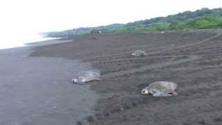 Ostional Wildlife Refuge  Costa Rica  Sea Turtles [upl. by Mckeon]