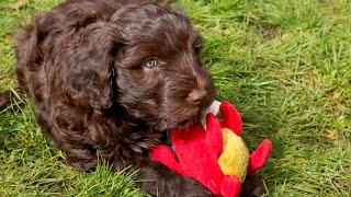 Wrights Portuguese Water Dogs at 9 weeks old [upl. by Ger866]