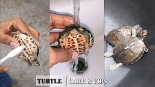 How to remove turtle white spots from there Shell  Indian Roofed Turtle Care  Indian Roofed Turtle [upl. by Alyehc849]