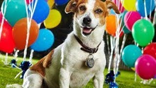 Dogs Who Love Balloons [upl. by Fiann]