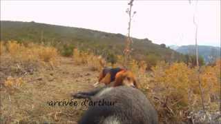 chasse au sanglier en corse 20132014 scene 4 [upl. by Highams]