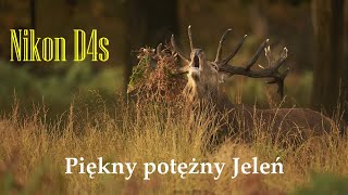 Piękny potężny Jeleń  rykowisko 2023 fotografia przyrodnicza [upl. by Atinahs]