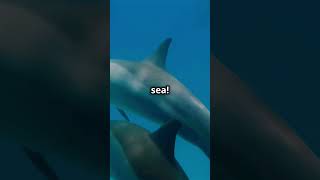 How Dolphins Swim So Fast🐬💨📝informationalthoughts dolphins viralvideo nature sea love [upl. by Tiphanie]