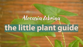 Alocasia Zebrina Plant Guide plantcare alocasiazebrina [upl. by Massey]