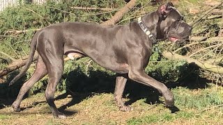 Cane Corso Bandog structure [upl. by Brandenburg82]