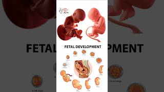 Pregnancy  Early Development  animation 3d short  learn Biology with Aliya [upl. by Nairadal]