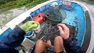 Best spot catch crab mangrove creek Queensland Australia [upl. by Barstow222]