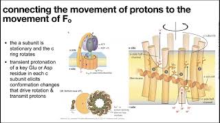 Electron transport chain part 2 amp oxidative phosphorylation oxphos [upl. by Derwon433]