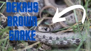 DeKays Brown snakeSnake Facts [upl. by Sirdna]