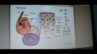 biology ✍spermatogenese  ශුක්‍රාණු ජනනය ✍ male reproductive system ♥ [upl. by Ecaroh]