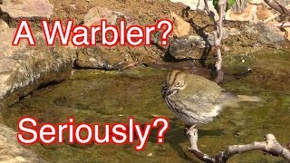 Really The Ovenbird is a warbler NARRATED [upl. by Troy]