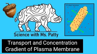 Passive Transport and Concentration Gradient of a Plasma Membrane [upl. by Irby]