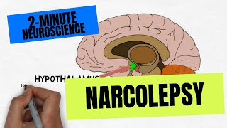 2Minute Neuroscience Narcolepsy [upl. by Perren]