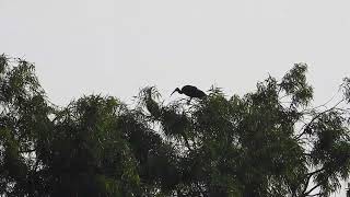 Pair of red naped ibis in the morning at Tal Chappar Rajasthan India [upl. by Anire]