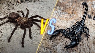 Tarantula VS Scorpion [upl. by Hite]