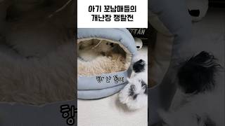 피터지는 서열 싸움 미쳤다 ㅋ😵 말티푸 강아지 쇼츠 [upl. by Aicinat632]