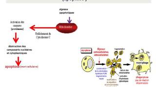 CYTOLOGIE LA MITOCHONDRIE [upl. by Kimball]