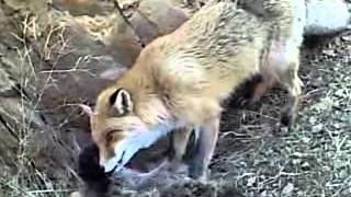 Fox eating cat [upl. by Allveta]