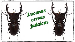 Lucanus cervus judaicus 90 mm  Präparation  Mounting [upl. by Lane]