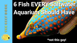 6 Easy Fish EVERY Marine Tank Should Have [upl. by Tatianna]