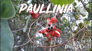 Paullinia meliifolia  Guaraná Sapindaceae [upl. by Robaina]