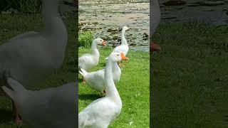 Watching Graceful Geese in the Park  naturepark wildbirds [upl. by Jolyn]